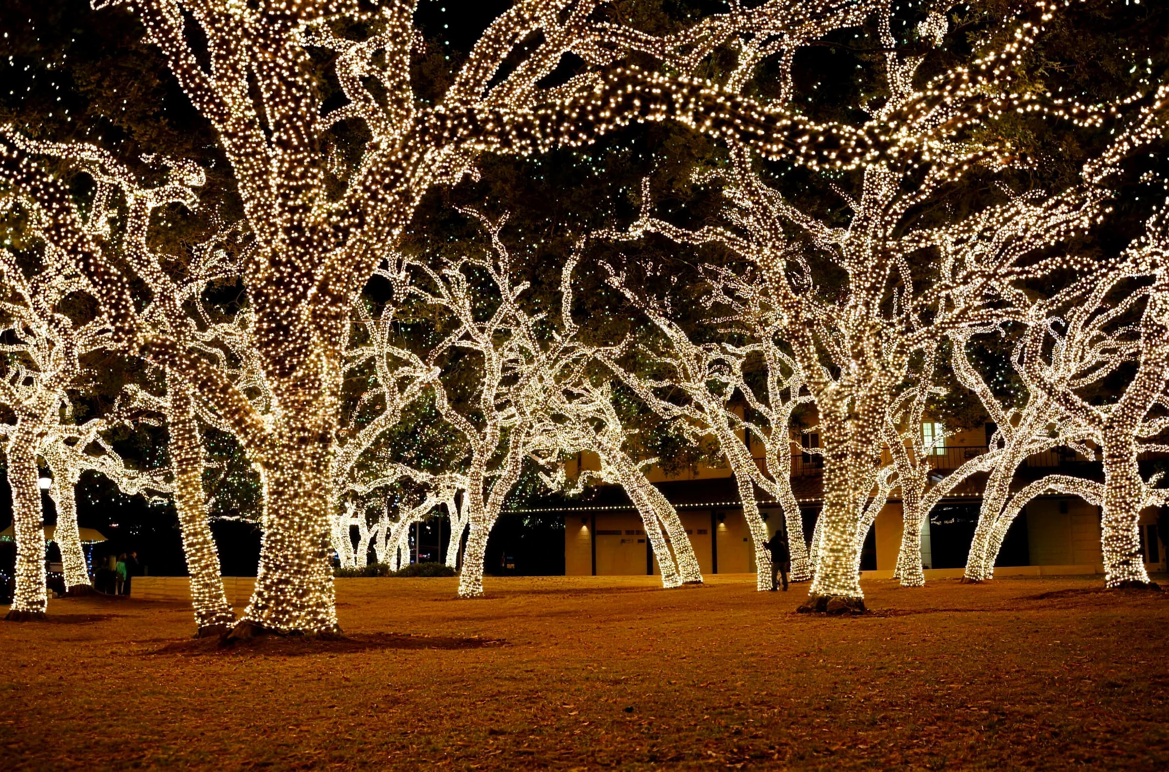 A large evergreen wrapped in multicolor Christmas lights at the center of a lit courtyard, with warm white bistro strings overhead and surrounding trees wrapped in white lights