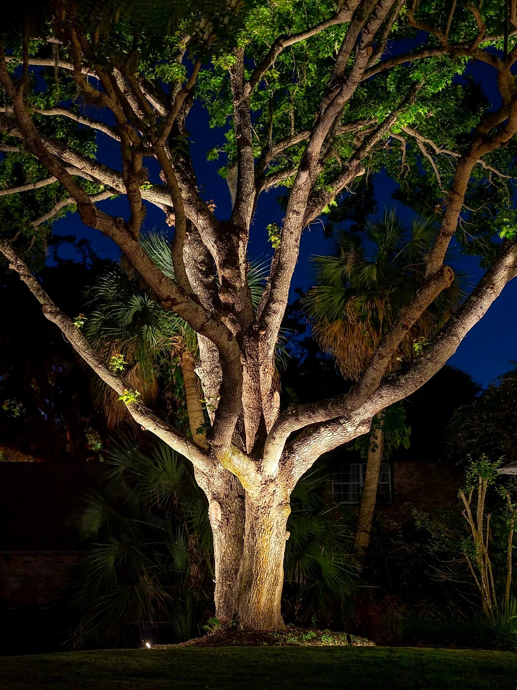 A mature hardwood uplit from the ground at night, trunk and lower canopy picked out in warm light with the fixture visible at the base