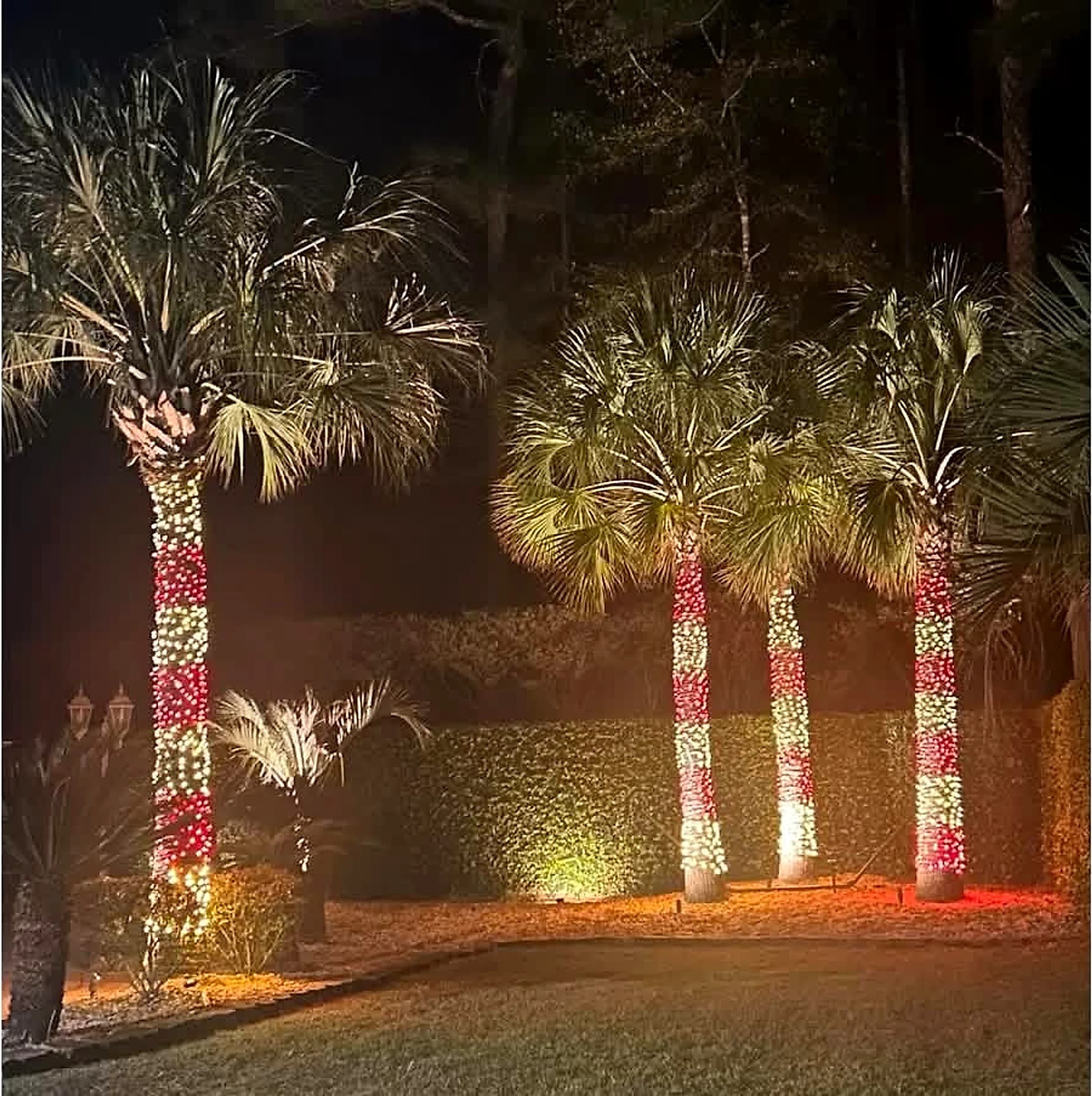Four palm trunks wrapped in alternating bands of red and white lights against a clipped hedge at night